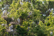 wood stork nests